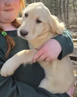 Moira, a female Goldador for sale in Orange, MA – Photo 1 of 5