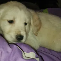 Moira, a female Goldador for sale in Orange, MA – Photo 5 of 5