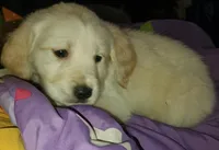 Moira, a female Goldador for sale in Orange, MA – Photo 2 of 2