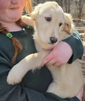 Moira, a female Goldador for sale in Orange, MA – Photo 2 of 5