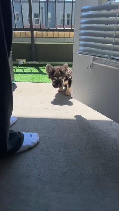 Aspen, a female French Bulldog for sale in Denver, CO – 4 of 4