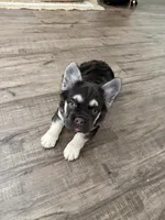 Aspen, a female French Bulldog for sale in Denver, CO – 1 of 4