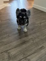 Aspen, a female French Bulldog for sale in Denver, CO – 3 of 4