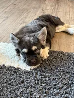 Aspen, a female French Bulldog for sale in Denver, CO – 2 of 4