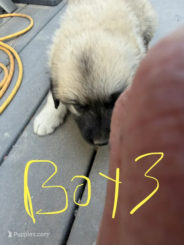 Boy 3 – Anatolian Shepherd Dog, Great Pyrenees puppy for sale in Colorado Springs, CO