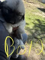 Boy 2, a male Anatolian Shepherd Dog and Great Pyrenees for sale in Colorado Springs, CO – 2 of 2