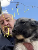 Girl 2, a female Anatolian Shepherd Dog and Great Pyrenees for sale in Colorado Springs, CO – 2 of 3