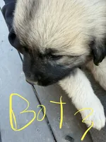 Boy 3, a male Anatolian Shepherd Dog and Great Pyrenees for sale in Colorado Springs, CO – 2 of 3
