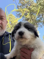 Boy 4, a male Anatolian Shepherd Dog and Great Pyrenees for sale in Colorado Springs, CO – 2 of 3