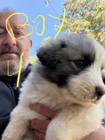 Boy 4, a male Anatolian Shepherd Dog and Great Pyrenees for sale in Colorado Springs, CO – 3 of 3