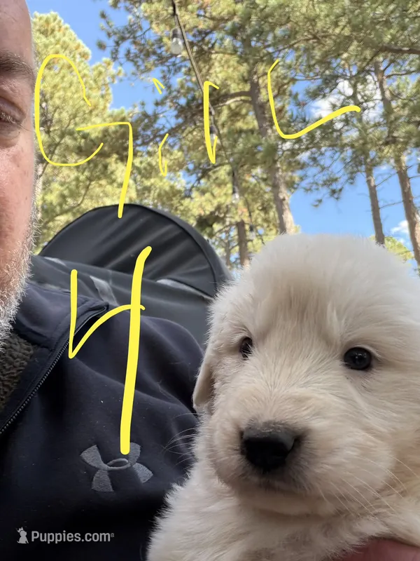 Girl 4 – Anatolian Shepherd Dog, Great Pyrenees puppy for sale in Colorado Springs, CO