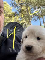 Girl 4, a female Anatolian Shepherd Dog and Great Pyrenees for sale in Colorado Springs, CO – 1 of 3