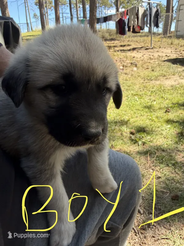Boy 1 – Anatolian Shepherd Dog, Great Pyrenees puppy for sale in Colorado Springs, CO
