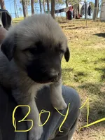 Boy 1, a male Anatolian Shepherd Dog and Great Pyrenees for sale in Colorado Springs, CO – 1 of 2