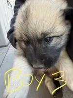 Boy 3, a male Anatolian Shepherd Dog and Great Pyrenees for sale in Colorado Springs, CO – 3 of 3