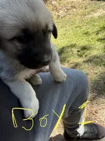 Boy 1, a male Anatolian Shepherd Dog and Great Pyrenees for sale in Colorado Springs, CO – 2 of 2