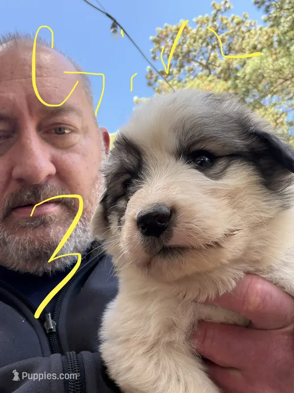 Girl 3 – Anatolian Shepherd Dog, Great Pyrenees puppy for sale in Colorado Springs, CO