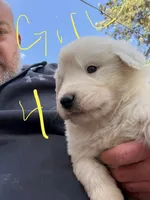 Girl 4, a female Anatolian Shepherd Dog and Great Pyrenees for sale in Colorado Springs, CO – 2 of 3