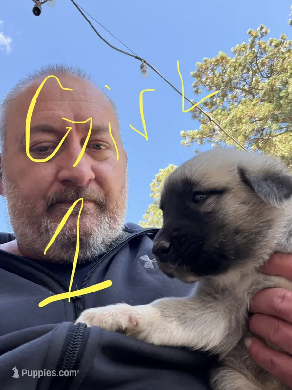 Girl 1 – Anatolian Shepherd Dog, Great Pyrenees puppy for sale in Colorado Springs, CO