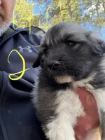Girl 2, a female Anatolian Shepherd Dog and Great Pyrenees for sale in Colorado Springs, CO – 1 of 3