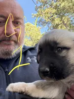 Girl 1, a female Anatolian Shepherd Dog and Great Pyrenees for sale in Colorado Springs, CO – 2 of 2