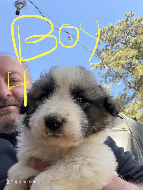 Boy 4 – Anatolian Shepherd Dog, Great Pyrenees puppy for sale in Colorado Springs, CO