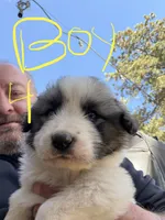 Boy 4, a male Anatolian Shepherd Dog and Great Pyrenees for sale in Colorado Springs, CO – 1 of 3