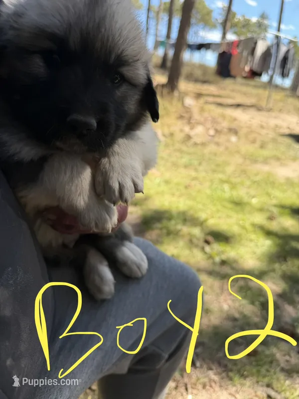 Boy 2 – Anatolian Shepherd Dog, Great Pyrenees puppy for sale in Colorado Springs, CO