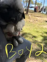 Boy 2, a male Anatolian Shepherd Dog and Great Pyrenees for sale in Colorado Springs, CO – 1 of 2