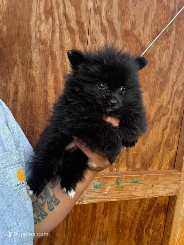 Rocky  – Pomeranian puppy for sale in Aberdeen, NC