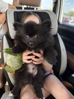 Rocky , a male Pomeranian for sale in Aberdeen, NC – 2 of 2