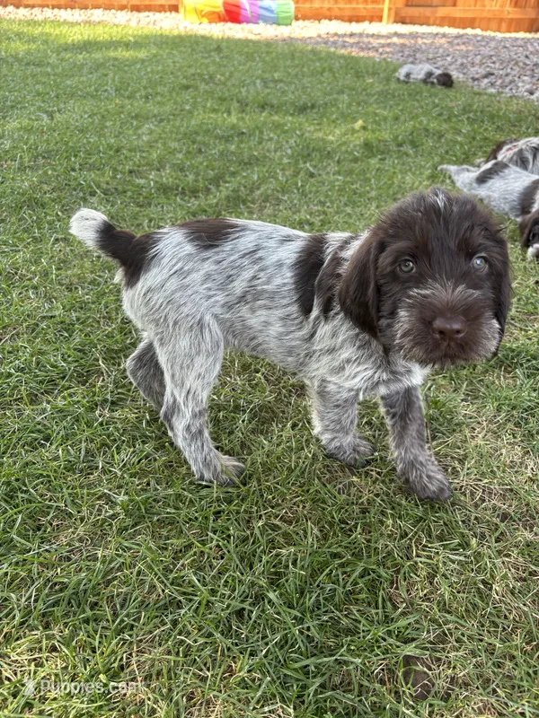 Black collar  – Wirehaired Pointing Griffon puppy for sale in Fort Collins, CO