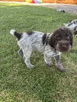 Black collar , a male Wirehaired Pointing Griffon for sale in Fort Collins, CO – 1 of 3