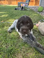Black collar , a male Wirehaired Pointing Griffon for sale in Fort Collins, CO – 2 of 3
