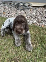 Black collar , a male Wirehaired Pointing Griffon for sale in Fort Collins, CO – 3 of 3