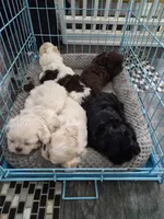 Pup Three, a female Shih Tzu for sale in Jacksonville, FL – 8 of 8