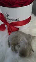 Shih Tzu love 2, a male Shih Tzu for sale in Jacksonville, FL – 3 of 6