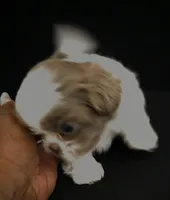 Pup 06 boy, a male Shih Tzu for sale in Jacksonville, FL – 3 of 6