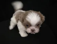 Pup 06 boy, a male Shih Tzu for sale in Jacksonville, FL – 4 of 6