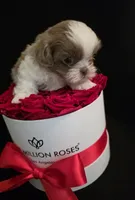 Pup 06 boy, a male Shih Tzu for sale in Jacksonville, FL – 5 of 6