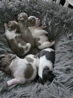 Shitzu Cuteness 1, a female Shih Tzu for sale in Jacksonville, FL – 6 of 6