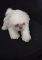 Pup Three, a female Shih Tzu for sale in Jacksonville, FL – 1 of 8