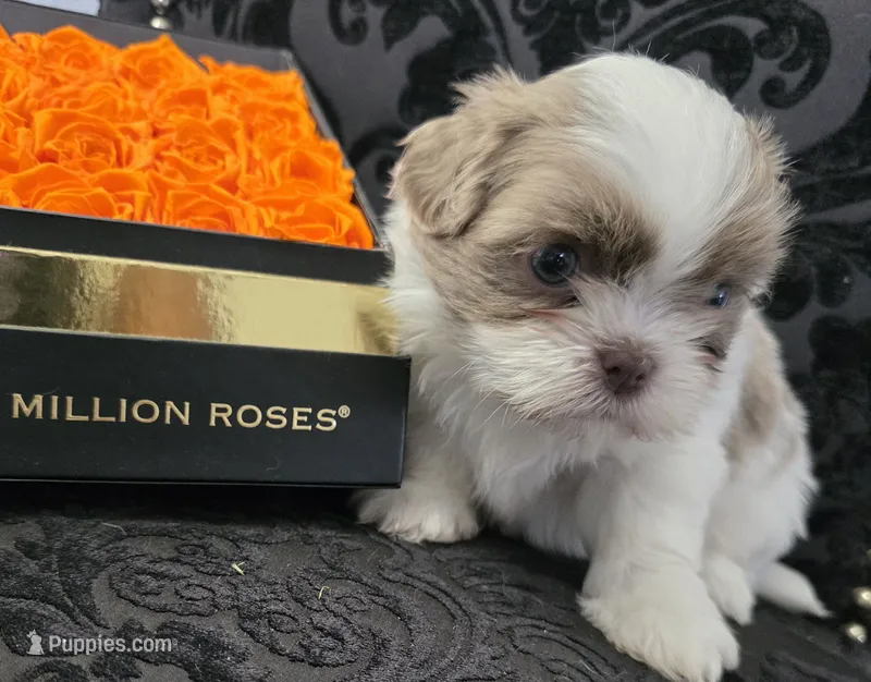 Pup 04 Male – Shih Tzu puppy for sale in Jacksonville, FL