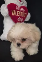 Pup Three, a female Shih Tzu for sale in Jacksonville, FL – 6 of 9