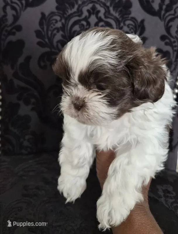 Pup two – Shih Tzu puppy for sale in Jacksonville, FL