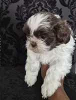 Pup two, a female Shih Tzu for sale in Jacksonville, FL – 1 of 1