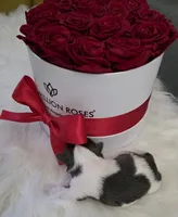 Shitzu Cuteness 1, a female Shih Tzu for sale in Jacksonville, FL – 5 of 6
