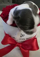 Shitzu Cuteness 1, a female Shih Tzu for sale in Jacksonville, FL – 1 of 6