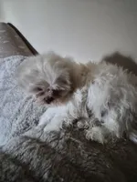 Pup Three, a female Shih Tzu for sale in Jacksonville, FL – 9 of 9