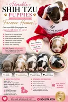 Shitzu Cuteness 1, a female Shih Tzu for sale in Jacksonville, FL – 8 of 10
